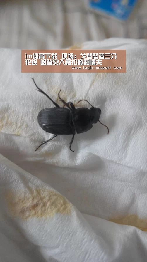 im体育投注